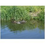 dayducks2.jpg