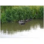 duckpond.jpg