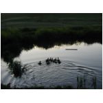 ducksatdusk.jpg
