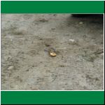 P1010034.html